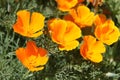 Eschscholzia Californica Ã¢â¬â California Poppy Flowers Royalty Free Stock Photo